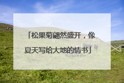 松果菊翩然盛开，像夏天写给大地的情书